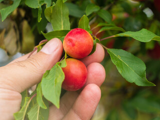 A hand carefully selects a ripe red cherry plums from the tree, surrounded by vibrant green leaves, with sunlight filtering through branches, highlighting the harvest freshness.