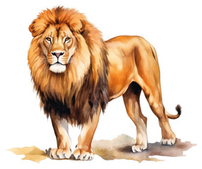 Obraz premium PNG Mammal animal lion white background.