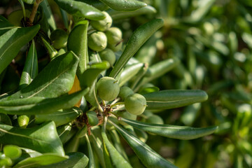 Obraz premium Close-up view of green unripe fruit growing among lush foliage in a sunny garden setting during the early summer season