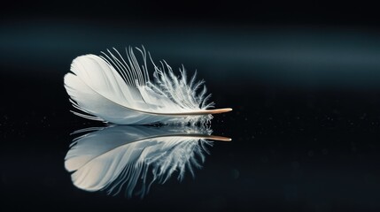Obraz premium A single white feather lying on a dark or black background, useful for designs and compositions that require a touch of elegance
