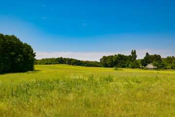 Beautiful meadow with different types of grass.