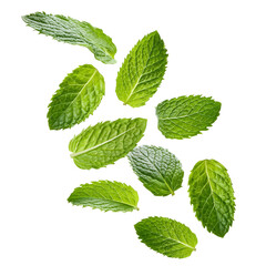 Falling mint leaves, spearmint isolated on transparent background