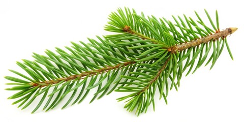 Naklejka premium Close-up of a Sprig of Fir Needles on a White Background, Spruce, Evergreen, Christmas