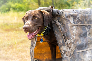 Chocolate Labrador Retriever Peaking Out of Duck Hunting Blind