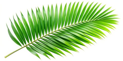 Obraz premium Palm Leaf Branch Isolated on White, Tropical, Nature, Plant