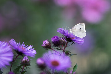 White butterfly on purple asters on a blurred background.
