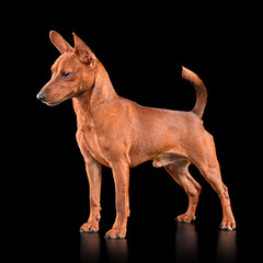 Red Miniature Pinscher