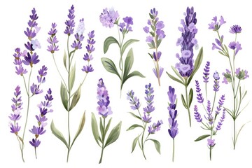 Obraz premium A close-up shot of a bunch of lavender flowers on a white background, suitable for use in designs related to relaxation and calmness