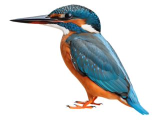 European Kingfisher (Alcedo atthis), isolated on transparent background
