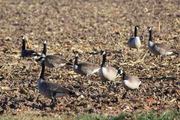 Geese in the field