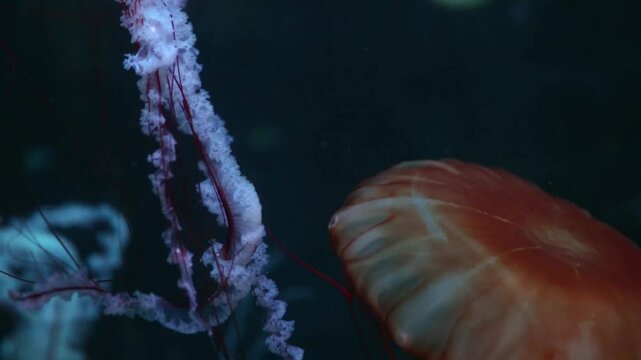Hermosas medusas flotando en el agua.
Las medusas nadan en el mar oc&radic;&copy;ano, la luz pasa a trav&radic;&copy;s del agua.