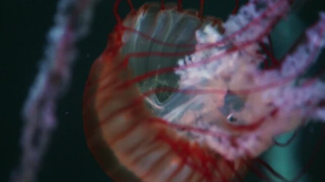 Hermosas medusas flotando en el agua.
Las medusas nadan en el mar oc&radic;&copy;ano, la luz pasa a trav&radic;&copy;s del agua.