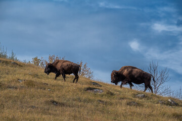 Bison grazing in autumn 