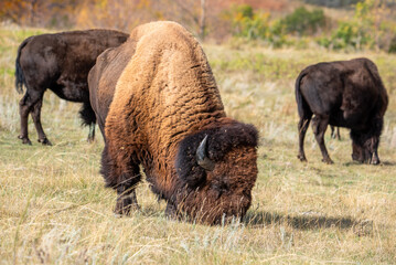Bison grazing in autumn  © Krista
