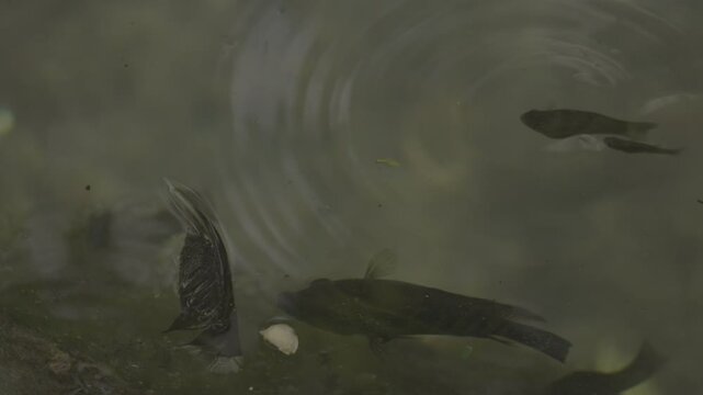 fish on the surface of the water