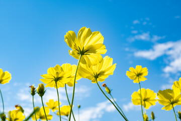 レモンブライト