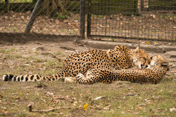Gepardy z Warszawskiego Zoo. Toaleta, przytulania. © Pit75Wawa