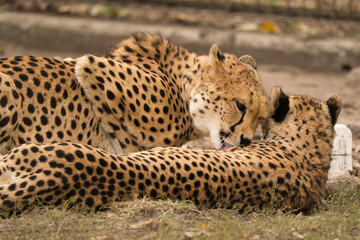 Gepardy z Warszawskiego Zoo. Toaleta, przytulania. © Pit75Wawa