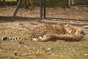 Gepardy z Warszawskiego Zoo. Toaleta, przytulania. © Pit75Wawa
