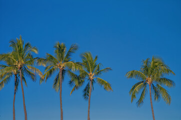 Coconut Palm Trees in Sunlight with Blue Sky Overhead.