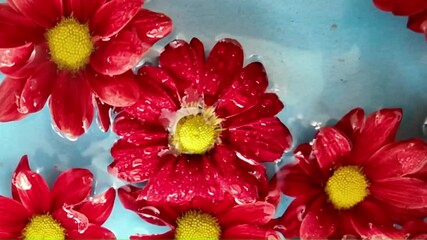 Dark red chrysanthemums on blue background. Bright red chrysanthemum flowers float in water on blue background. Drops fall on the blooms. Concept of spa, wellness, self-care. Super slow motion. Macro - Powered by Adobe