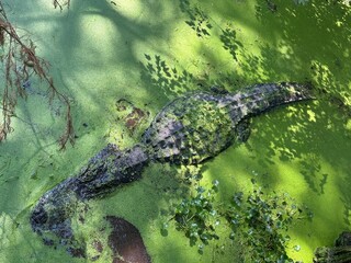 alligators in the swamp