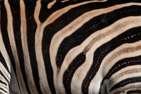 black and white zebra stripes