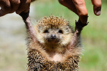 Cute hedgehog in the hands of a man