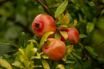 Granatapfel