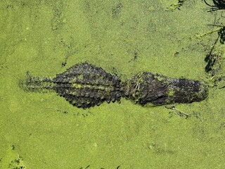 alligators in the swamp