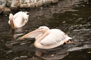 Pelikan z Warszawskiego Zoo