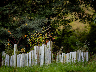 Wiederaufforstung im Mischwald durch das Anpflanzen von jungen B&auml;umen