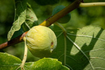 un figue verte dans son arbre