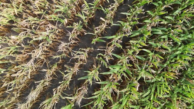 Aerial drone video over a corn field on a nice summer afternoon. Wright Homestead, Lyons Township, Mills County, Iowa, USA.