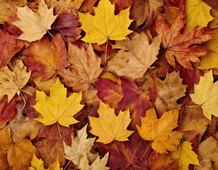 Fototapeta premium autumn maple leaves