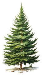 Obraz premium PNG Majestic christmas tree illustration plant evergreen.