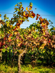 Fototapeta premium Weinberge im Frühherbst