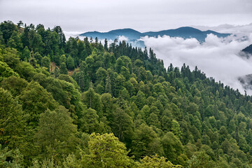 Naklejka premium A stunning view of a dense, lush green forest blanketing a mountain slope, with low-lying clouds drifting through the trees on a misty day, creating a serene and tranquil natural landscape.