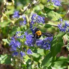 秋のレンガ作業の合間に