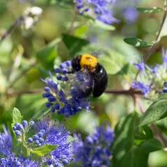 秋のレンガ作業の合間に