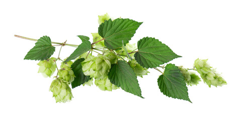 Fresh green hops branch, isolated on a white background. Hop cones with leaf. Organic Hop Flowers. Clipping path.