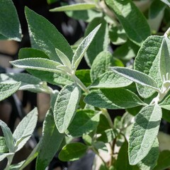 秋のレンガ作業の合間に