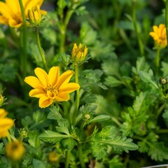 秋のレンガ作業の合間に