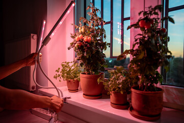 Person install artificial grow phyto lamp on windowsill at home. Tomato cherry plant under lighting LED pink lamp in apartment. Lamps for houseplant growth during short daylight hours in winter
