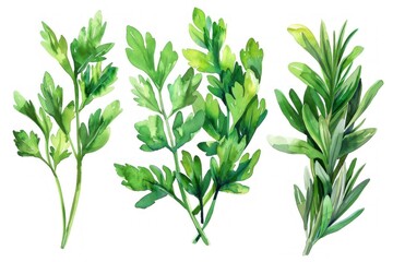Fototapeta premium A set of watercolor illustrations with herbs and green leaves on a white background.