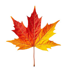 Obraz premium A single red-orange maple leaf with a gradient of colors transitioning from deep red at the top to a bright yellow at the bottom. Transparent background