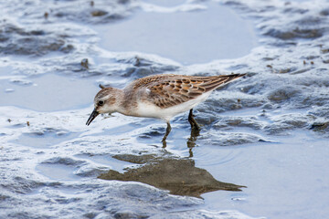 干潮の海辺に飛来したトウネン
