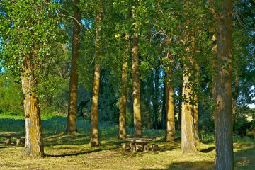 Fototapeta premium Serene Park with Tall Trees and Picnic Tables