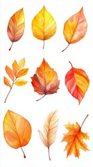 Obraz premium A vibrant collection of orange and yellow autumn leaves displayed artistically against a white background showcasing nature's seasonal beauty