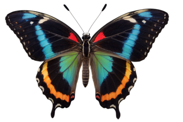 mariposa recurso grqfico png aislada en blanco